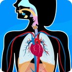 Human Anatomy - Body parts (Мод, Premium Unlocked)