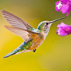 The Hummingbird (Мод, Без рекламы)