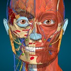 Anatomy Learning - 3D анатомический атлас (Мод, Unlocked)