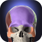 Anatomyka - 3D анатомия (Мод, Unlocked)